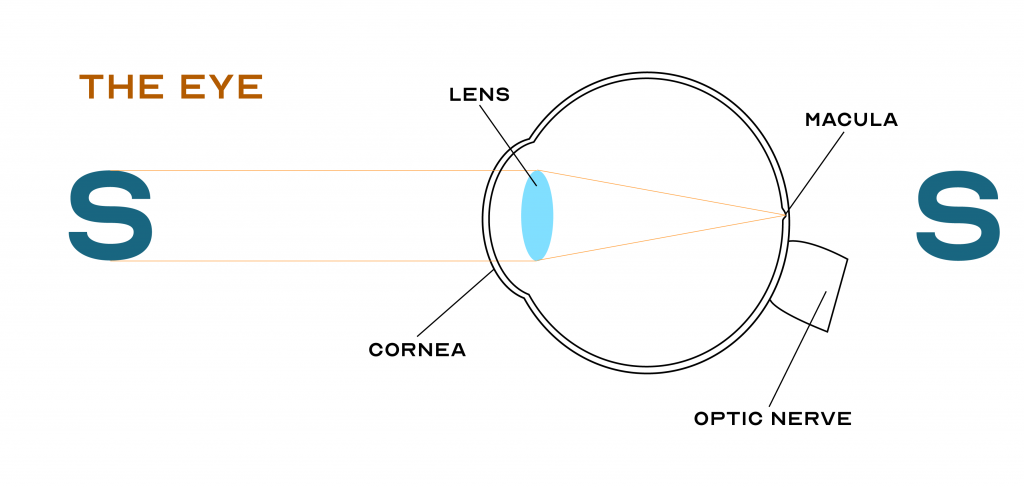 Cross section of an eye showing an object focusing on an image