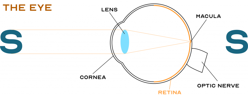 A cross-secitonal diagram of an eye