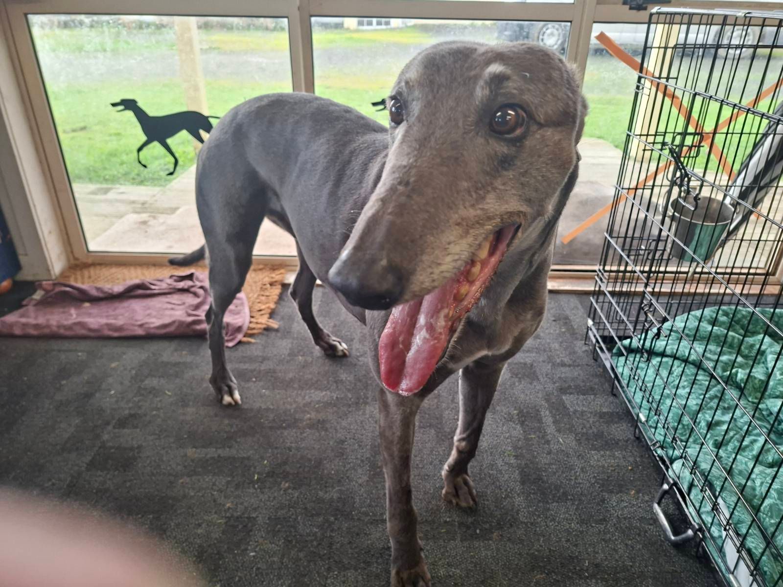 A greyhound in shot