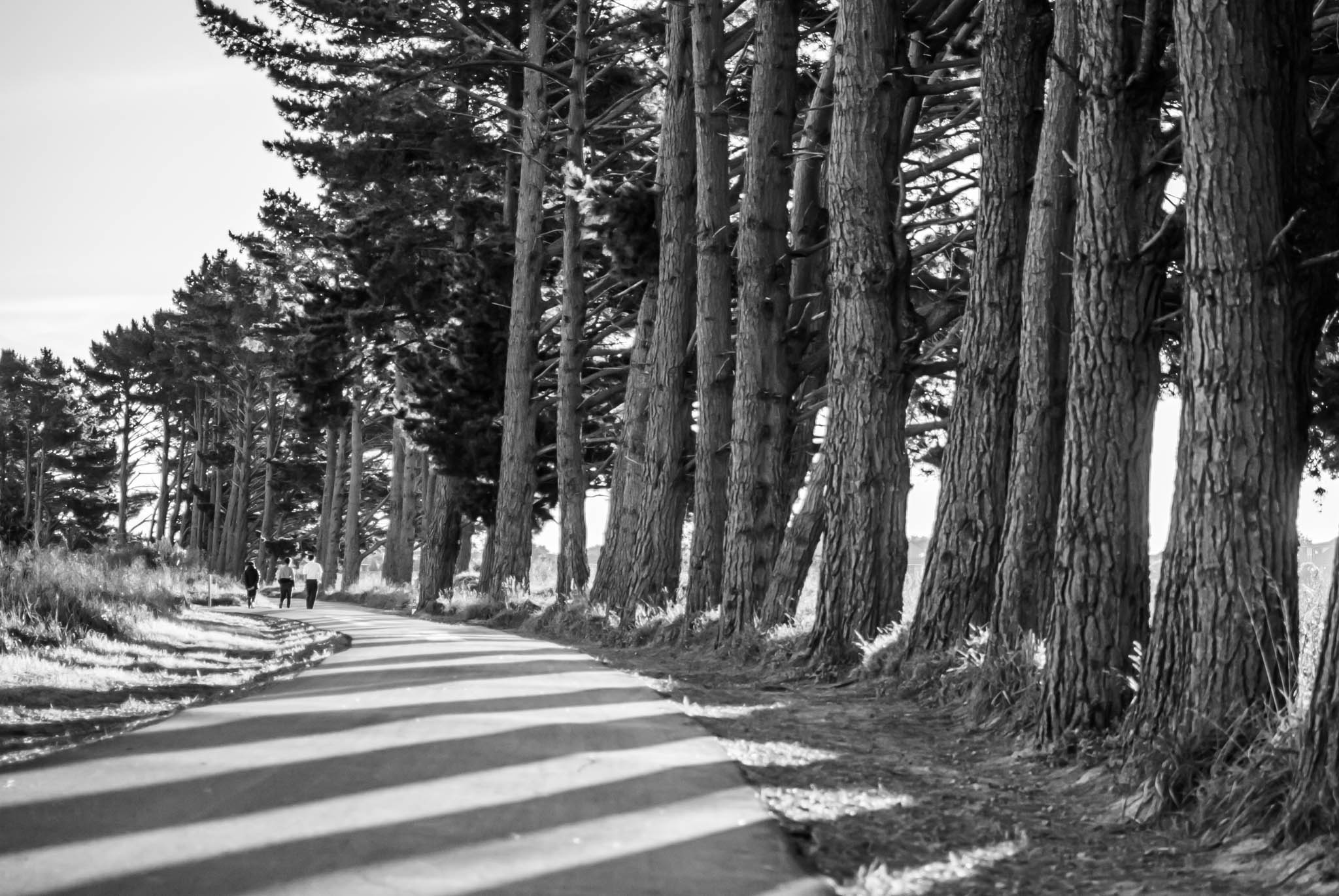 Trees in Black and White